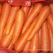 Whole price China bulk carrot